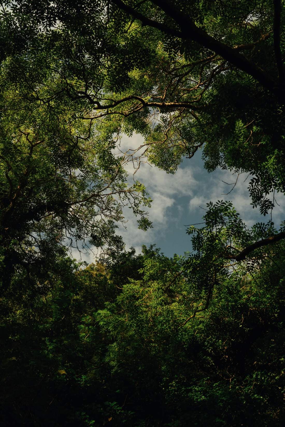 Forest canopy, northern Maine